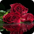 Roses Water Live Wallpaper