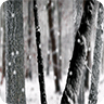 雪森林生活壁纸