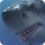 Shark War (FREE)