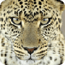 Big Cats wallpaper 2.0