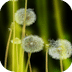 蒲公英的物语壁纸1.0