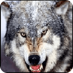4K Talking Animals Sound