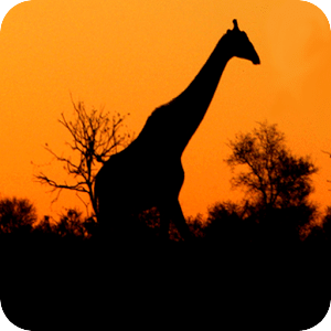 Latest Kruger Sightings