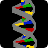 3D DNA Model