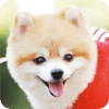 名犬之龙年幸运宝贝