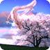 Dragon Sakura Free