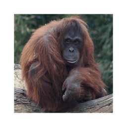 Dublin Zoo Visitor App