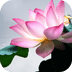清新莲花