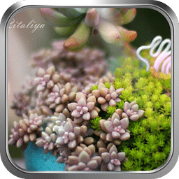 乙女心-绿豆动态壁纸