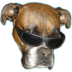 Dog vision