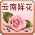 云南鲜花
