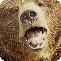 Hungry Hungry Bear Live ...