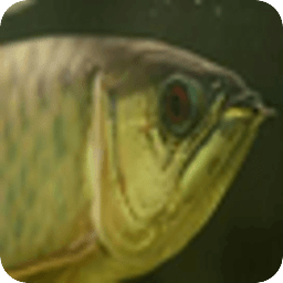 金龙鱼