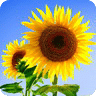 Flower Wallpaper HD