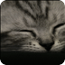 熟睡中的猫动态壁纸