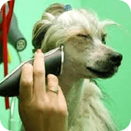 Reduce Shedding In Dogs