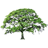 Oak Tree Summer Sticker