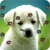 Puppy Live Wallpaper 2