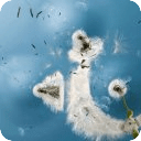 Galaxy S3 Dandelion Ripple LWP