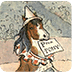 Horse Wallpapers