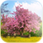 Sakura festival