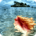 Shell In Tropical Sea Live Wal
