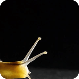 Nature Live Walpaper 20