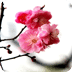 梅花壁纸