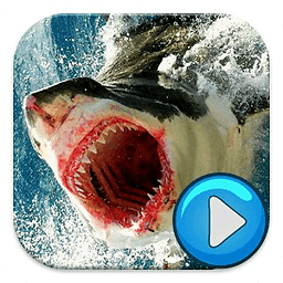 Shark Fishing
