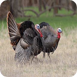 Turkey Day