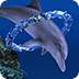 Dolphin Ring Trial