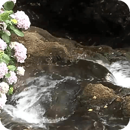 Nature Live Walpaper 23