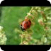 瓢虫壁纸 , Ladybug wallpaper