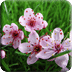Spring Flower Theme Wallpaper