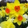 Spring Flower Puzzles