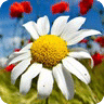 Kids puzzle: Flower