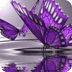 Very Beatiful Butterfly Live W