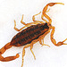 Animals : Scorpio