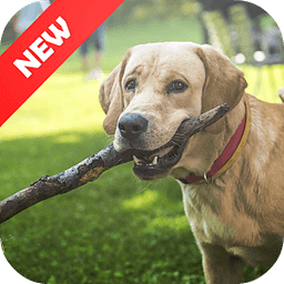 Dog Training