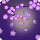 Plum Flower 梅花