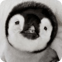 Animal Sounds &amp; Photos