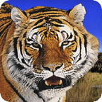 Animal Safari