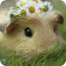 Guinea Pigs HD 