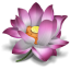 诞生花查询器