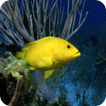水族馆动态主题