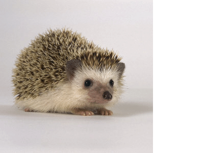 Virtual Hedgehog