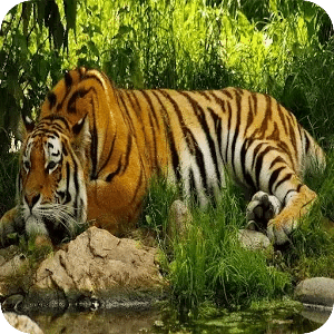 HD自然背景