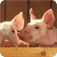 Pig Insights