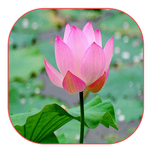美丽的粉红色莲花