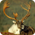 Stunning Animal Wallpapers 